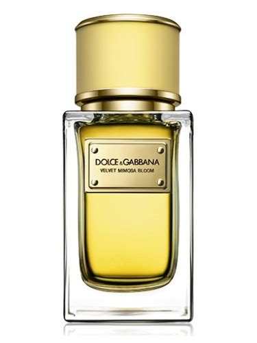 dolce gabbana velvet mimosa|Dolce Gabbana .